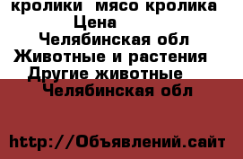 кролики, мясо кролика › Цена ­ 200 - Челябинская обл. Животные и растения » Другие животные   . Челябинская обл.